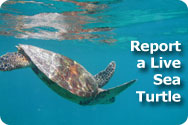 Report a Live Sea Turtle