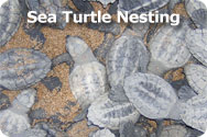 Sea Turtle Nesting