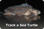 Track a Sea Turtle