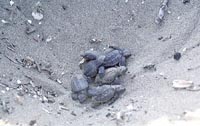 loggerhead hatchlings