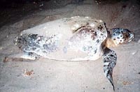 loggerhead nest