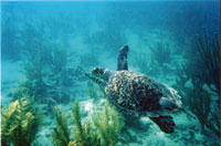 Hawksbill