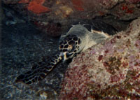 hawksbill